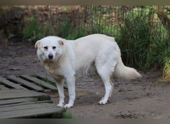 Gea - eine zarte Seele auf der Suche nach ihren Menschen