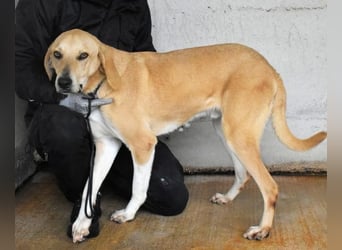 Wiper - Menschisch A1 - Wiper sucht Lehrer