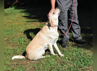 Hughie - macht ein Freundschaftsangebot