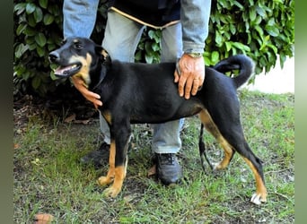 Domitia - neugierige Junghündin mit sanftem Wesen