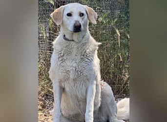 Patty - Vorsichtig auf den Pfoten, groß im Herzen