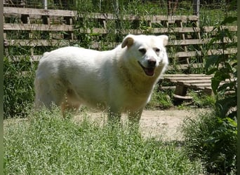 Gea - eine zarte Seele auf der Suche nach ihren Menschen