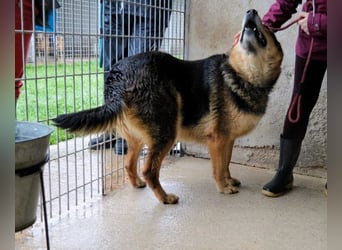 Annalise - Eine liebevolle Gefährtin mit einem sicheren Wesen