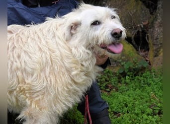 Gatsby - Der große Gatsby sucht seine Daisy
