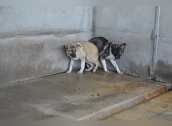 Quivira - Kleines Hundekind, was nun?