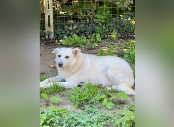 Gea - eine zarte Seele auf der Suche nach ihren Menschen