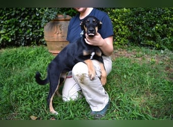 Drifa - vorsichtiges Hundemädchen auf der Suche nach Geborgenheit