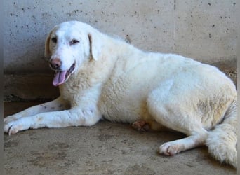 Arriel - aller guten Dinge sind drei