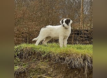 Ingo -  Neunmal werden wir noch wach...