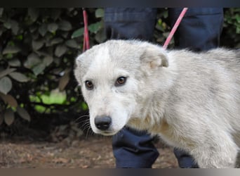 Kemyra - Ein "Wölfchen" sucht sein Rudel