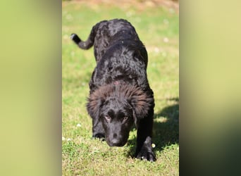 Thor - bereit für sein ganz persönliches Donnerwetter an Liebe