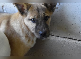 Quarven - Kleiner Hundejunge, was nun?