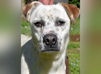 Jedd - Der Hund mit den Sommersprossen