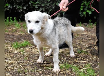 Kemyra - Ein "Wölfchen" sucht sein Rudel