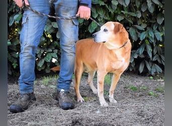 Rinaldo - Gold-Senior sucht dringend Zuhause