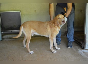 Dioneo - nur ein....!