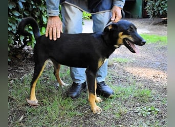Domitia - neugierige Junghündin mit sanftem Wesen