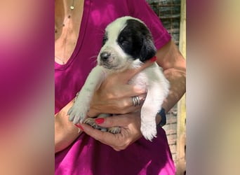 Velio - Die zwölf Sternensucher