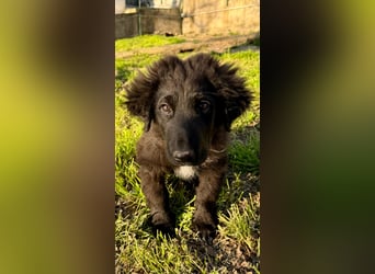 Thor - bereit für sein ganz persönliches Donnerwetter an Liebe