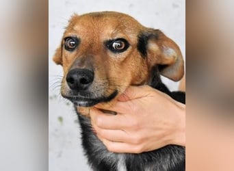 Bastrel - bereit für die Klasse "Zuhause"