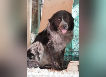 Olivia - Schüchterne Schönheit sucht neue Hunde-Menschen-Familie