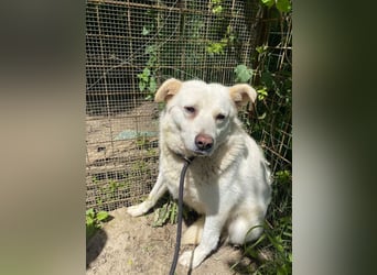 Gea - eine zarte Seele auf der Suche nach ihren Menschen