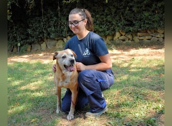 Rinaldo - Gold-Senior sucht dringend Zuhause