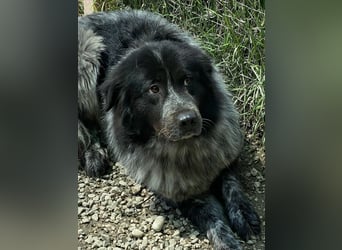 Olivia - Schüchterne Schönheit sucht neue Hunde-Menschen-Familie