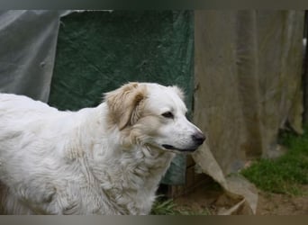 Idylle - Sanfte Hündin sucht Lieblingsmenschen