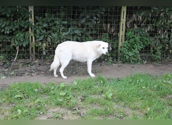 Gea - eine zarte Seele auf der Suche nach ihren Menschen