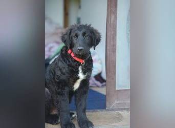 Thor - bereit für sein ganz persönliches Donnerwetter an Liebe