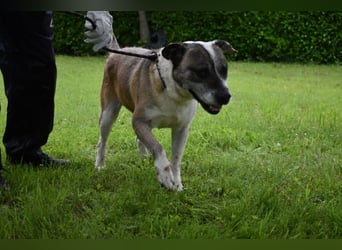 Chucky - Großer Hund sucht großes Herz