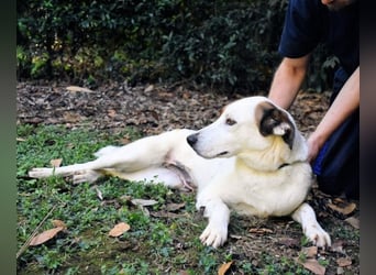 Miah - wohn"haft" in einem Hundelager