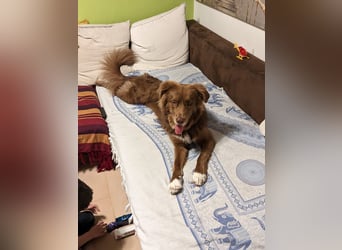 Eurialo - SOS - Dringend Pflegestelle oder neues Zuhause gesucht/Wenn du alles verlierst