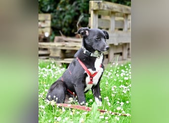 Flaviano - Wenn Du mich holst, bleib ich bei Dir