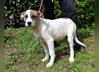 Elenio - SOS - Dringend neue Pflegestelle oder ein Zuhause gesucht - Ein leuchtendes Fellknäuel