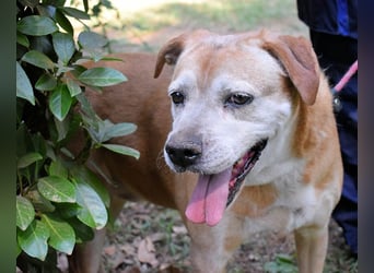 Rinaldo - Gold-Senior sucht dringend Zuhause