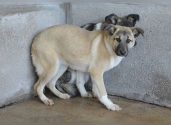 Quivira - Kleines Hundekind, was nun?