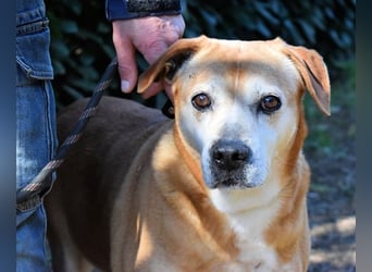 Rinaldo - Gold-Senior sucht dringend Zuhause