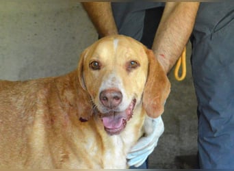 Dioneo - nur ein....!