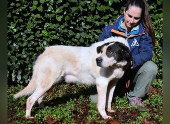 Poldino - Talent zum Seelenhund