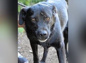 Saffiro - Ein Schritt Richtung Hundeglück