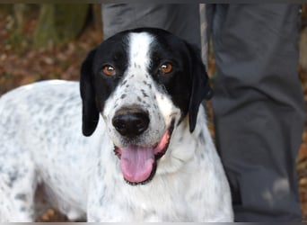 Demetrius - SOS - Sensibler Hund in großer Not