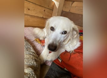 Idylle - Sanfte Hündin sucht Lieblingsmenschen