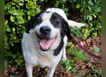 Poldino - Talent zum Seelenhund