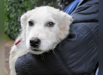 Kemyra - Ein "Wölfchen" sucht sein Rudel