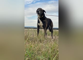 Lola - Das Herz hat seine Gründe