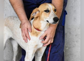 Molletta - Junghündin sucht Anschluss mit Streicheleinheiten