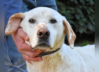 Ginko - SOS - Drei Brüder in großer Not