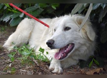 Franky - bereit für das Abenteuer Leben